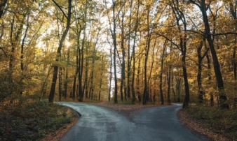 Fork in the road of Forest