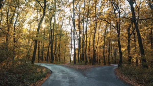 Fork in the road of Forest
